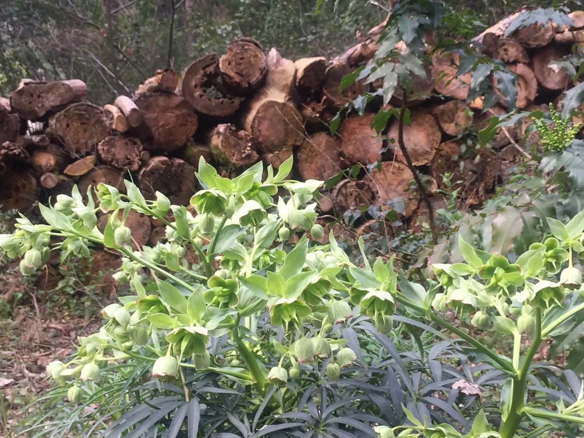 Ellebori bianchi nel sottobosco invernale