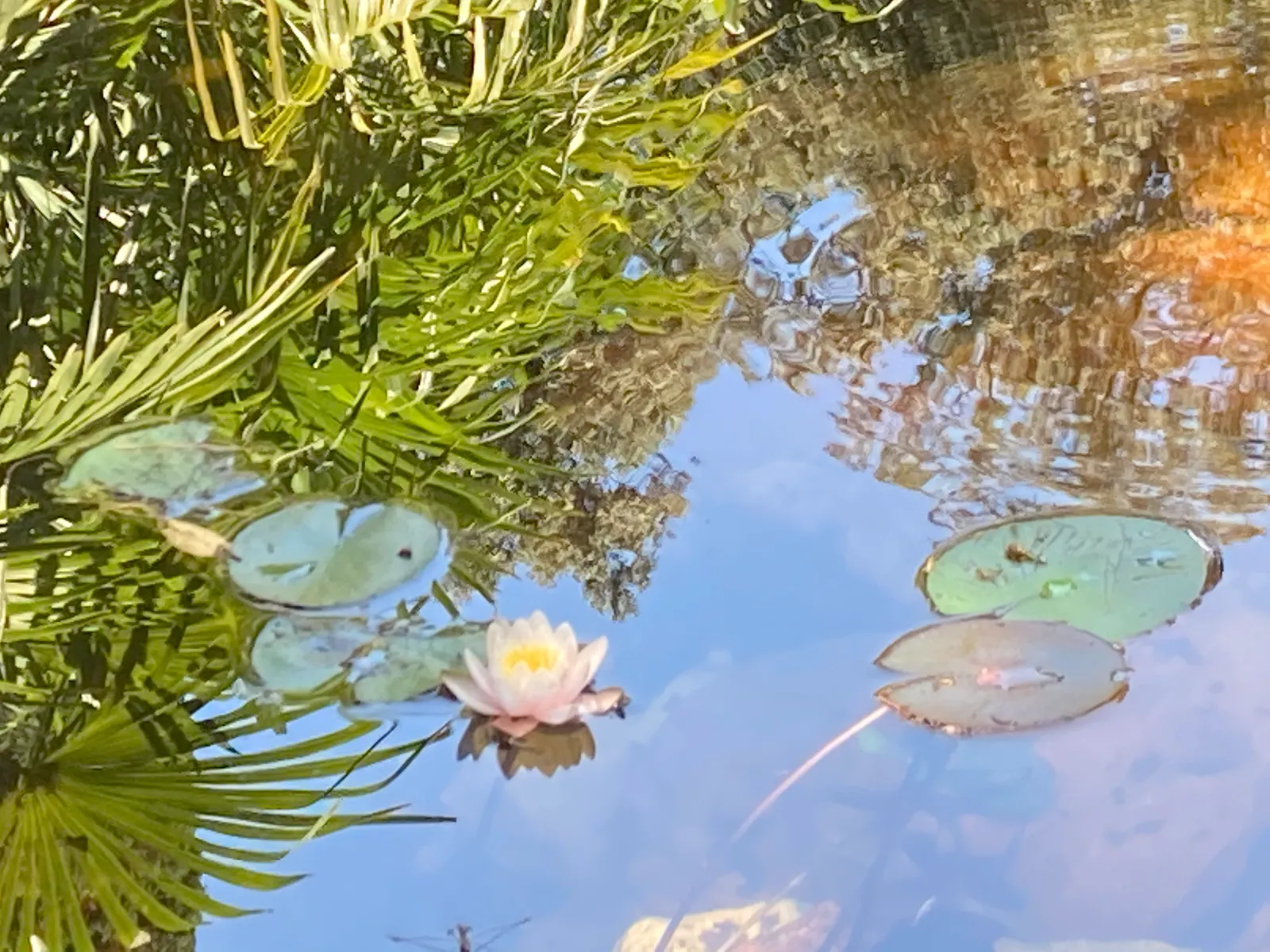 Il laghetto con le ninfee in fiore