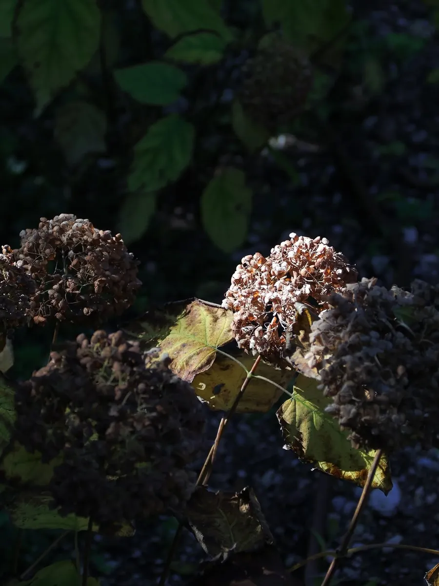 Ortensie Annabelle d’inverno