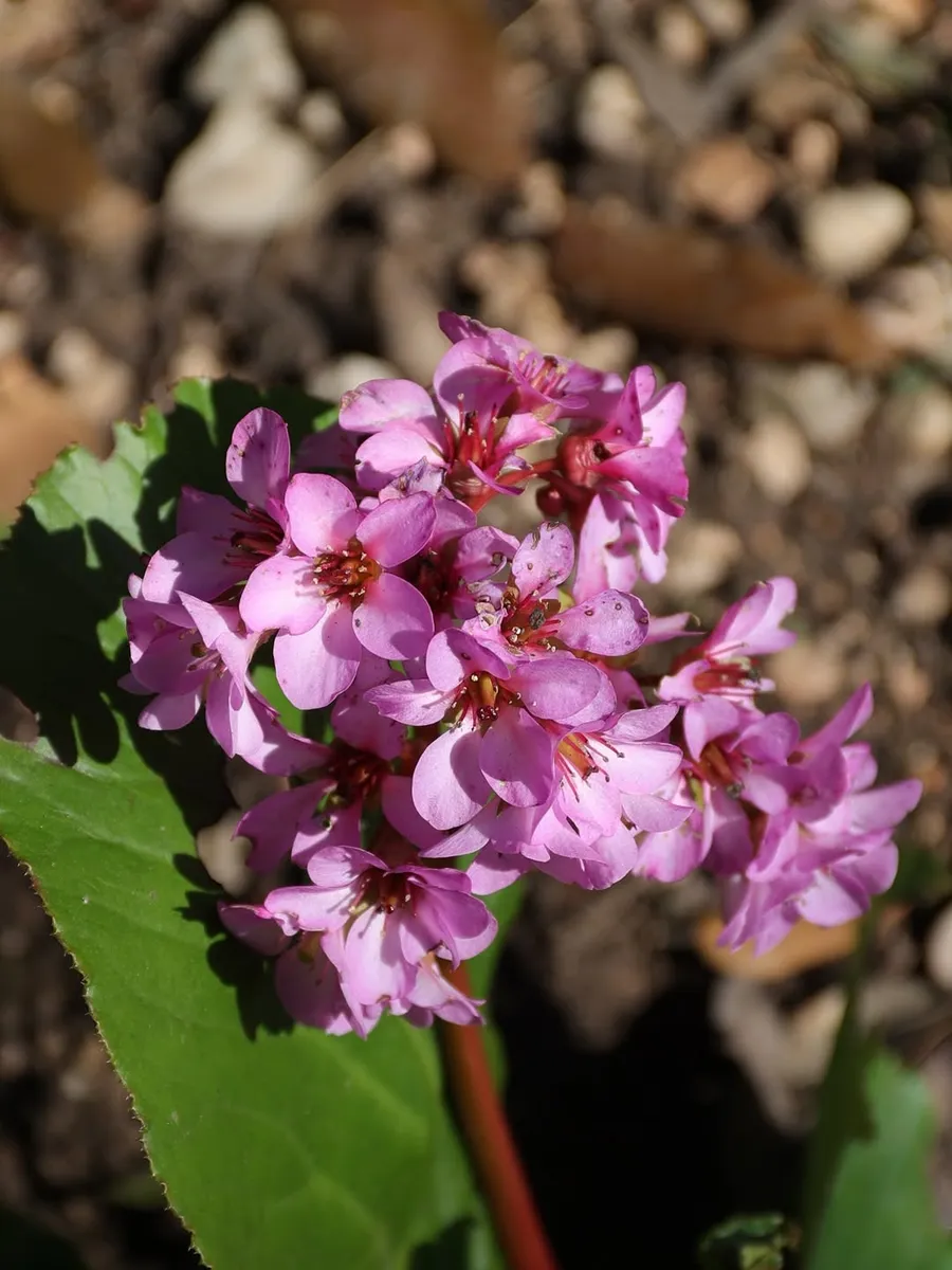 La Bergenia