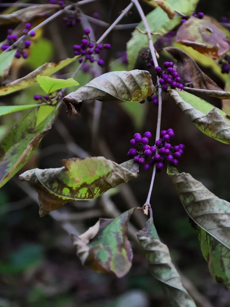 Callicarpa, bacche viola