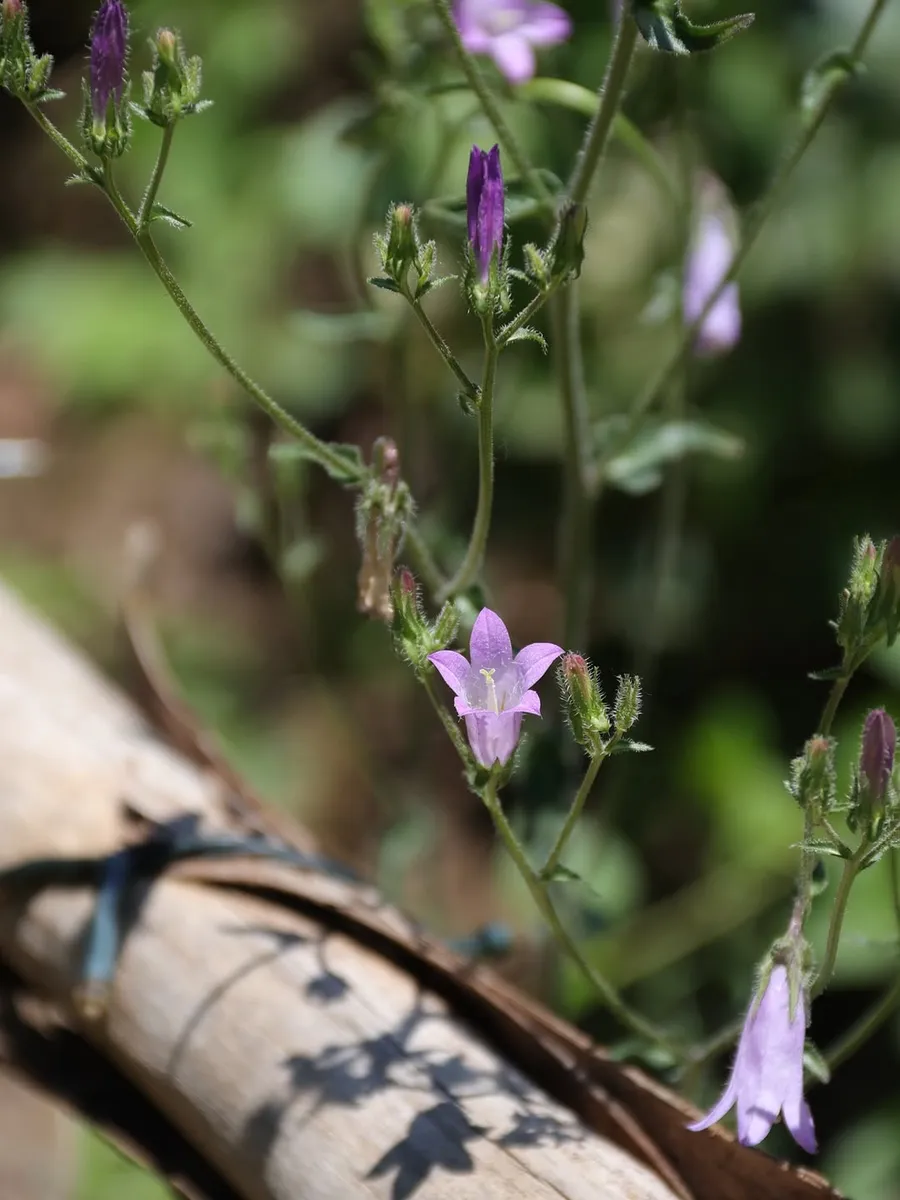 La campanula