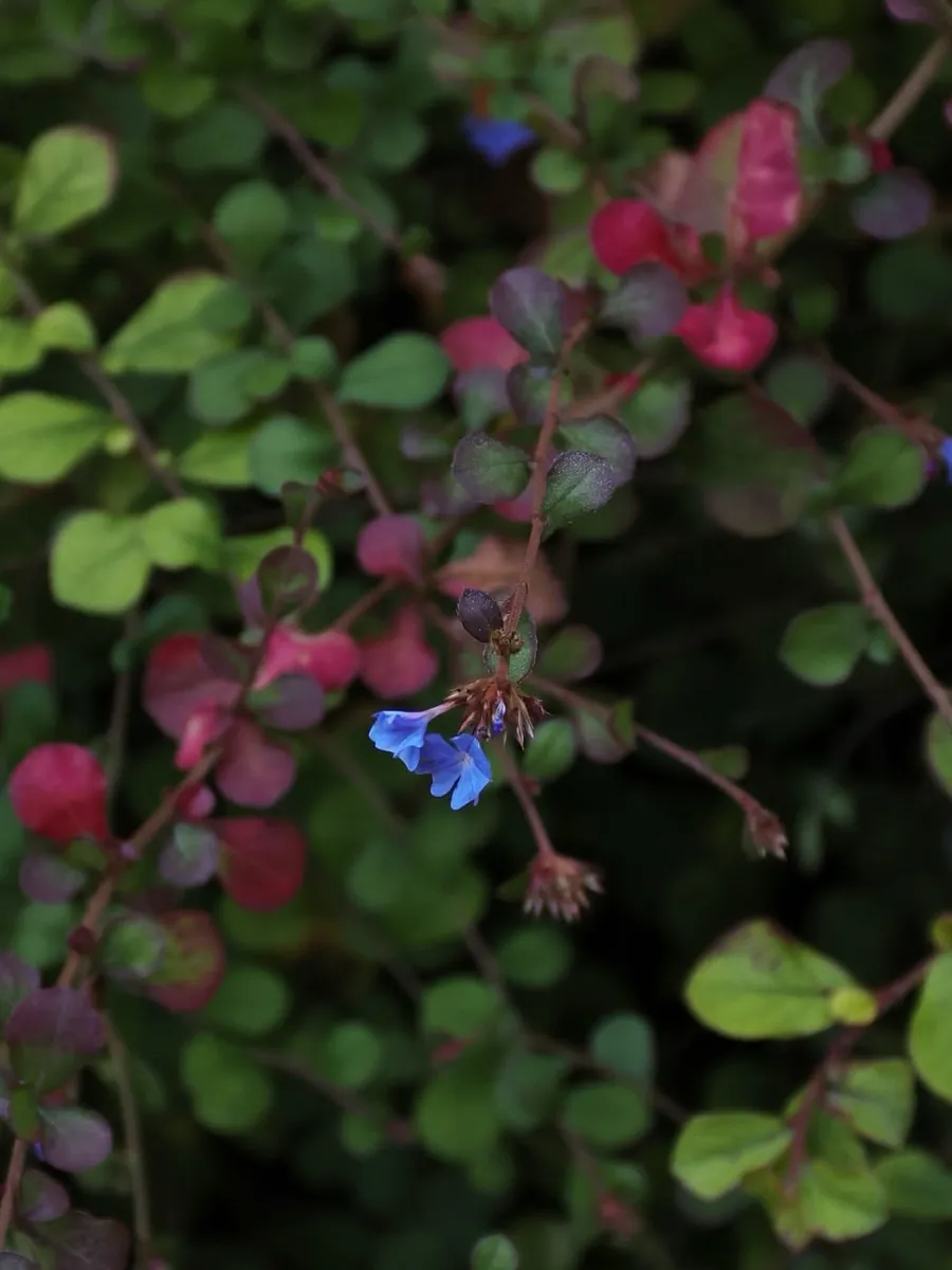 Ceratostigma plumbaginoides