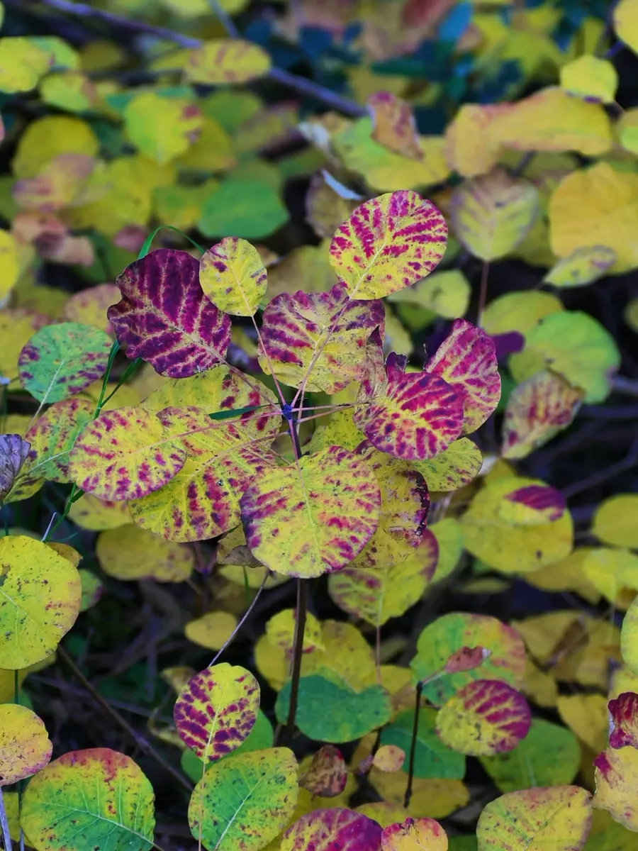 Cotinus, l’albero della nebbia