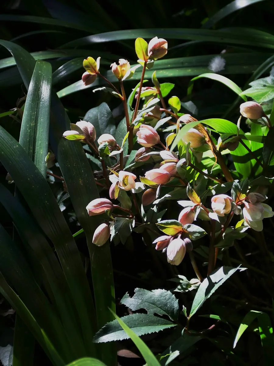 Elleborus orientalis
