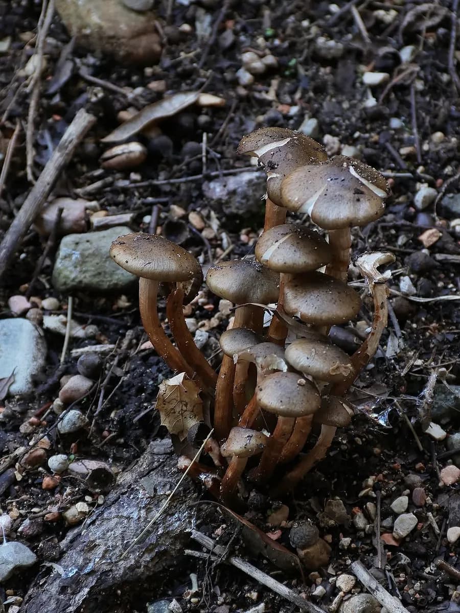I funghi del sottobosco