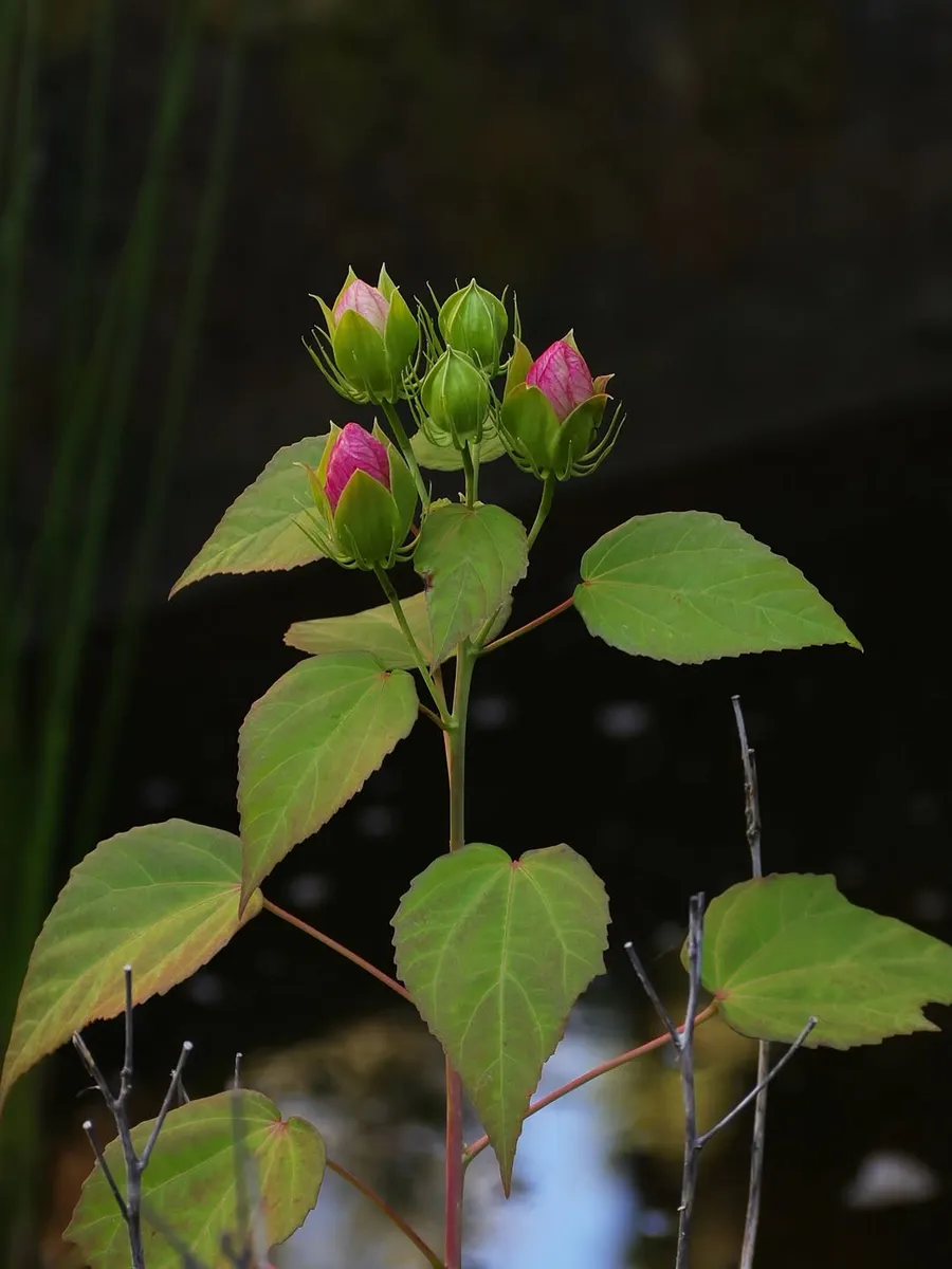 Hibiscus trionum
