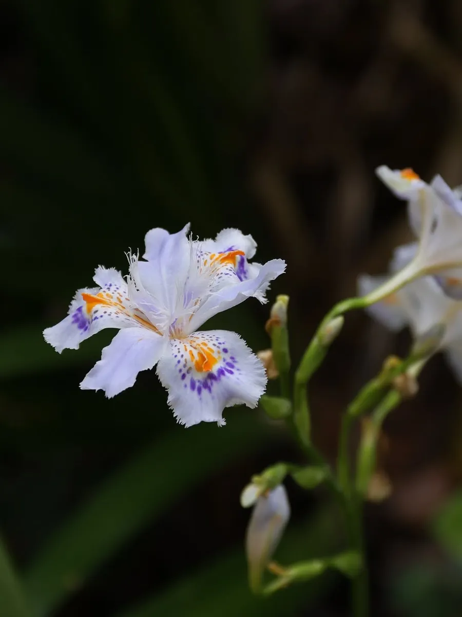 Iris japonica