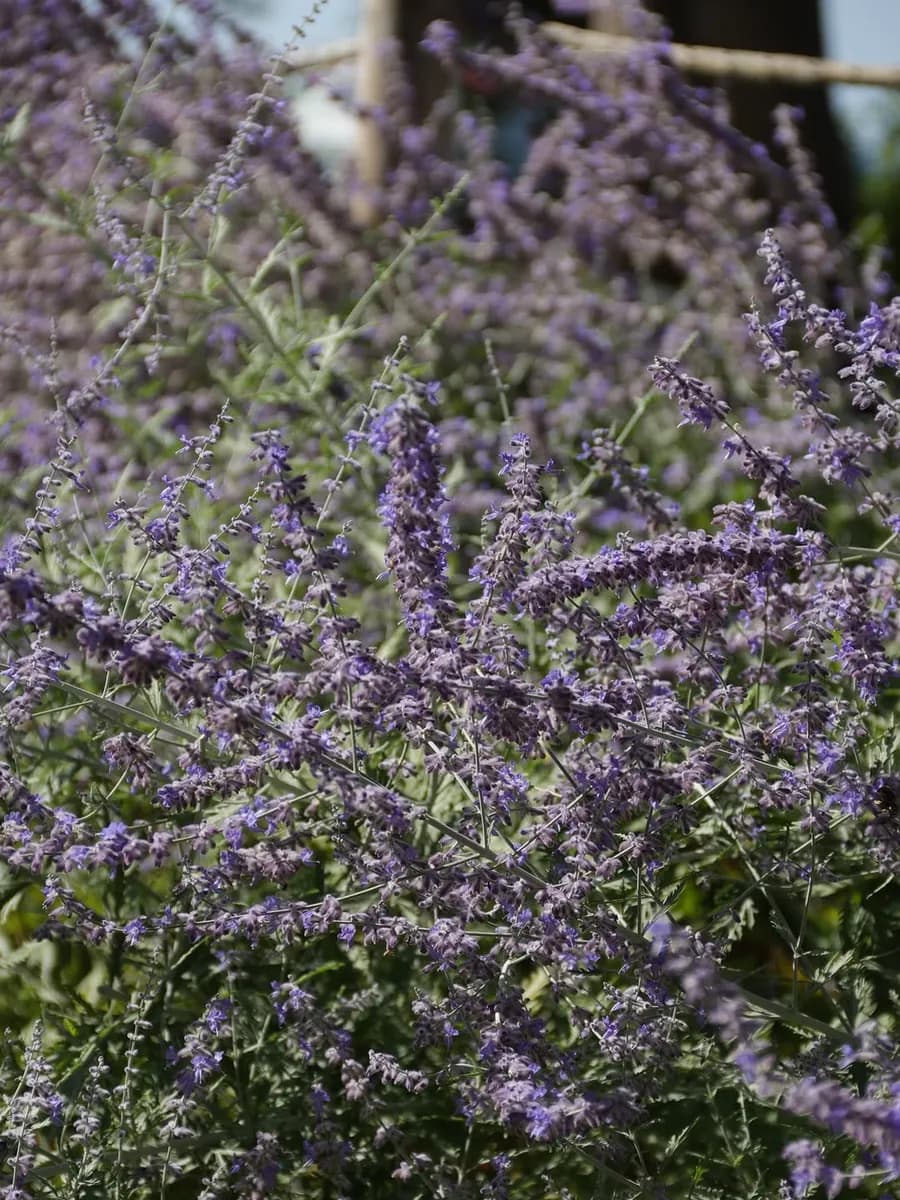 La lavanda