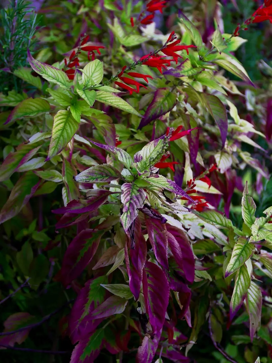 Salvia elegans, la salvia ananas