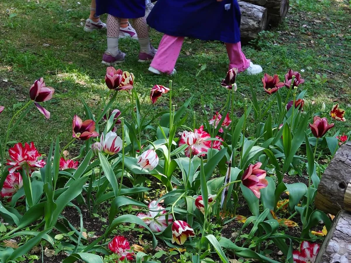 I bambini della scuola di Garda tra i tulipani che hanno piantato