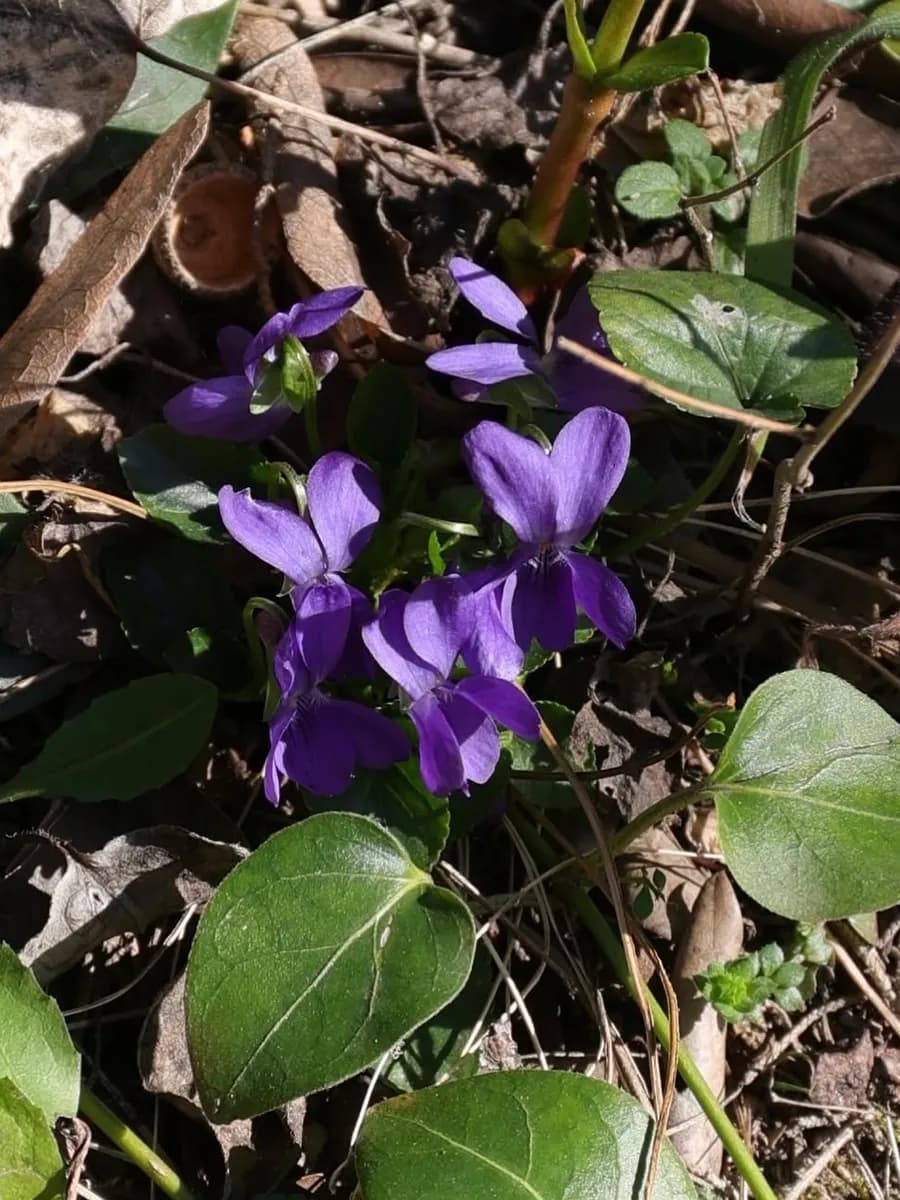 Le violette