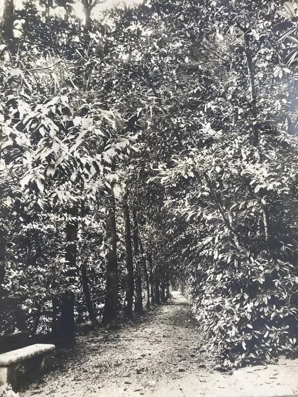 Il viale di magnolie che portava alle grotte