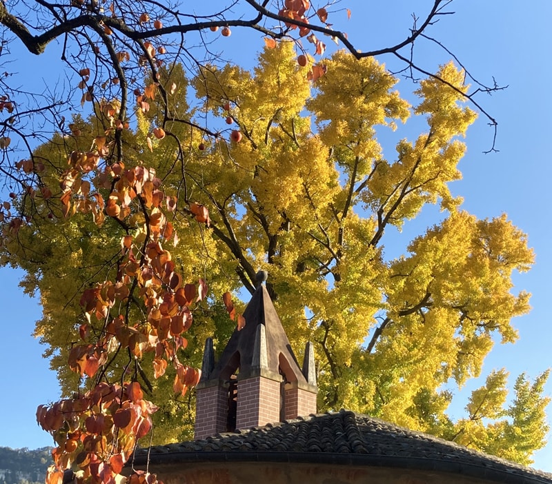 Il bosco del parco in autunno