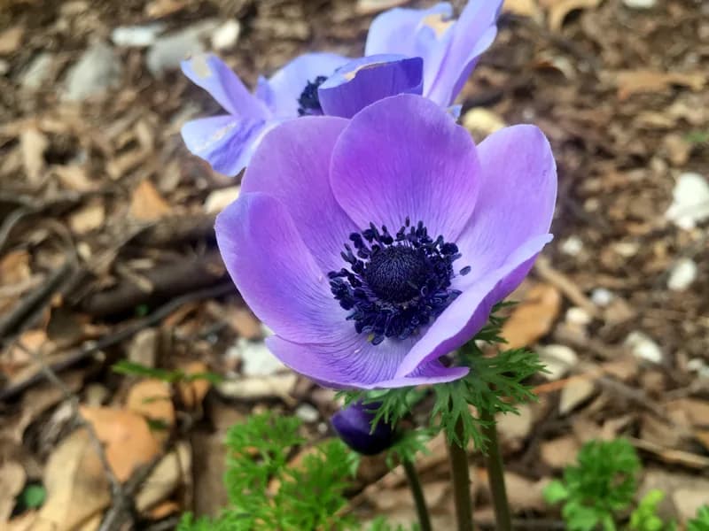 Anemone viola in fiore nel sottobosco