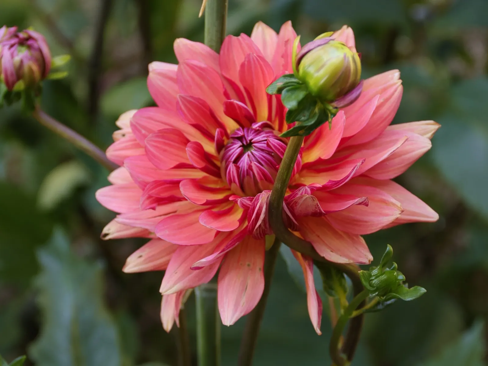 Dalia rosa nel giardino