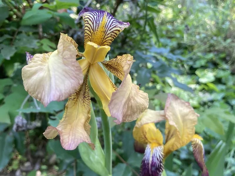 Iris giallo e violetto in primo piano