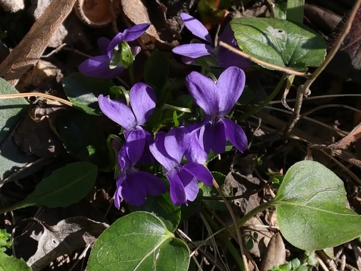 Violette in fiore nel sottobosco del parco