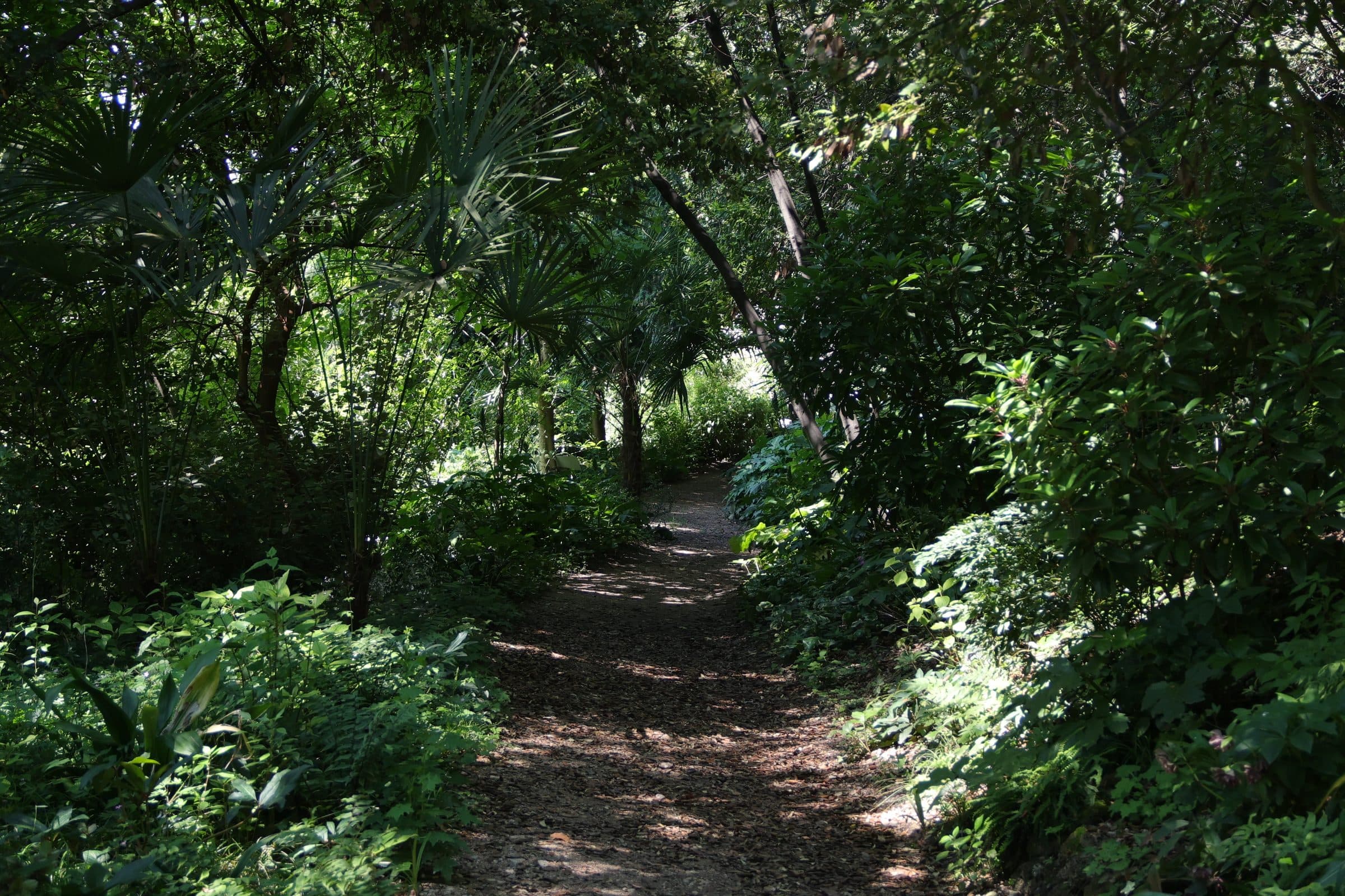 Scorcio del bosco del parco